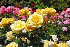 rosen_1