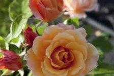 rosen_2