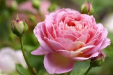 rosen_3